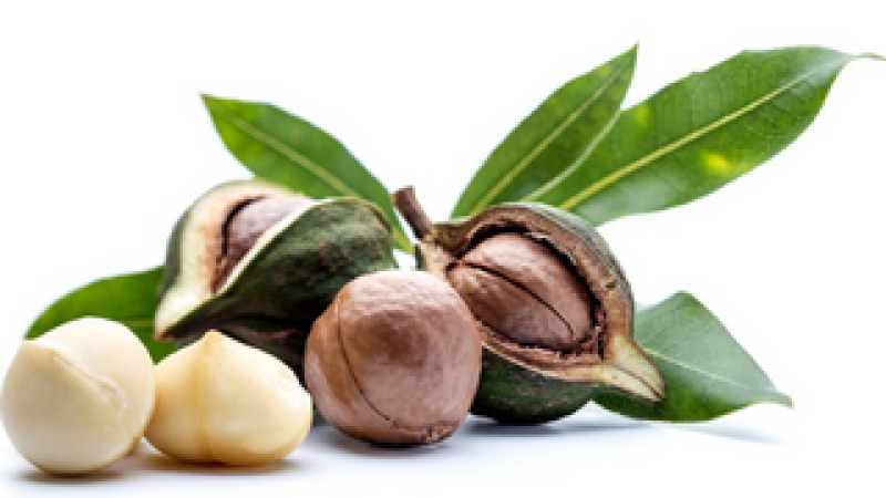 Macadamia-Nuts